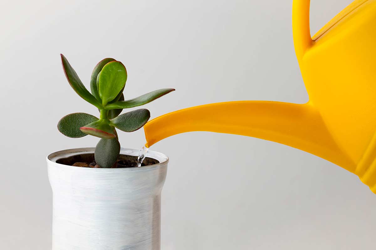 Piccola talea di albero di giada in vaso