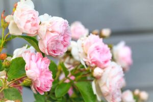 Rose grosse in giardino