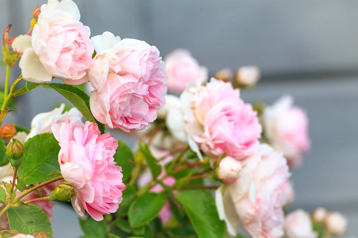Rose grosse in giardino