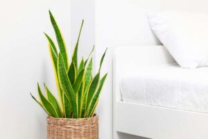 Sansevieria in vaso nella camera da letto.