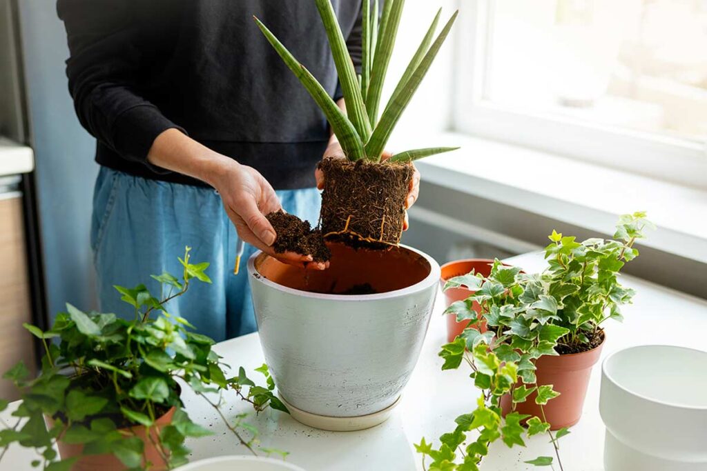 Sansevieria e fondi di caffè: il gesto da fare prima di usarli (se vuoi salvare le radici)