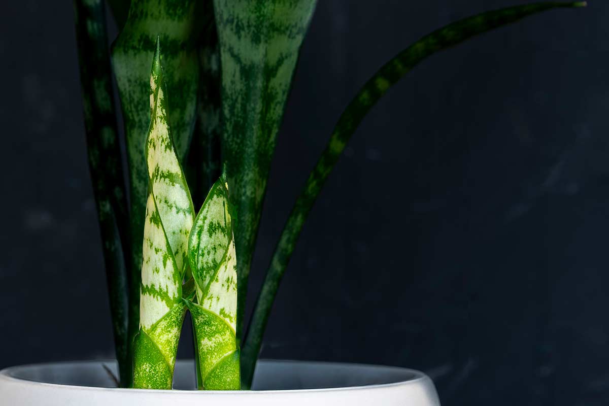 Sansevieria in ombra
