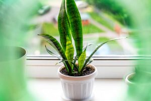 Sansevieria in vaso sul davanzale