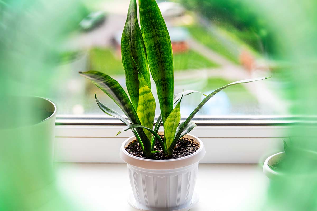 Sansevieria in vaso sul davanzale