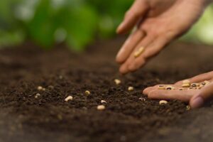 Semina dei pomodori in casa a febbraio