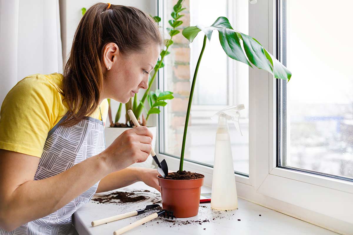 donna sta curando una talea di Monstera