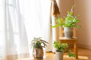 Concimazione a lento rilascio: la soluzione per nutrire le piante da appartamento senza calendari fissi