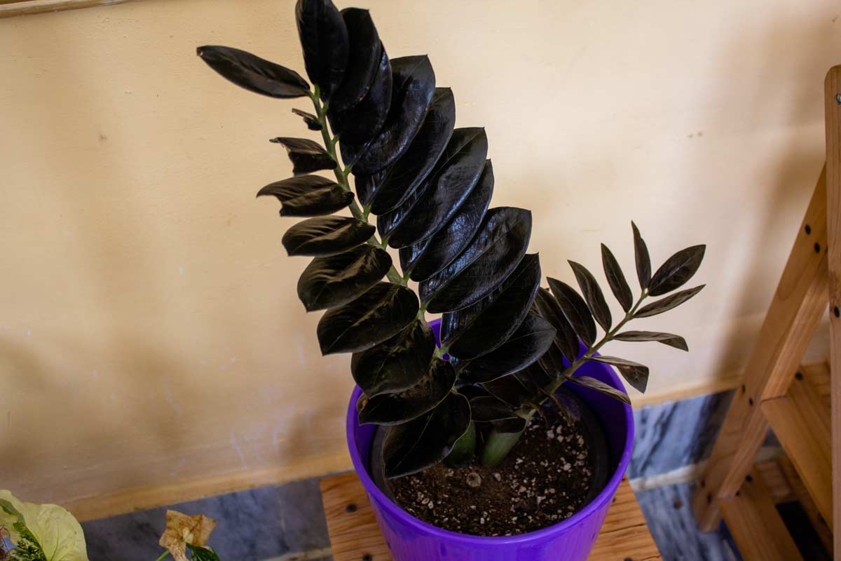 Zamioculcas Raven, la pianta "nera"