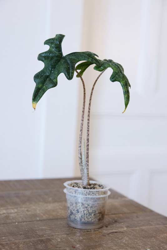 Alocasia Jacklyn in vaso