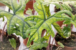 Alocasia Jacklyn
