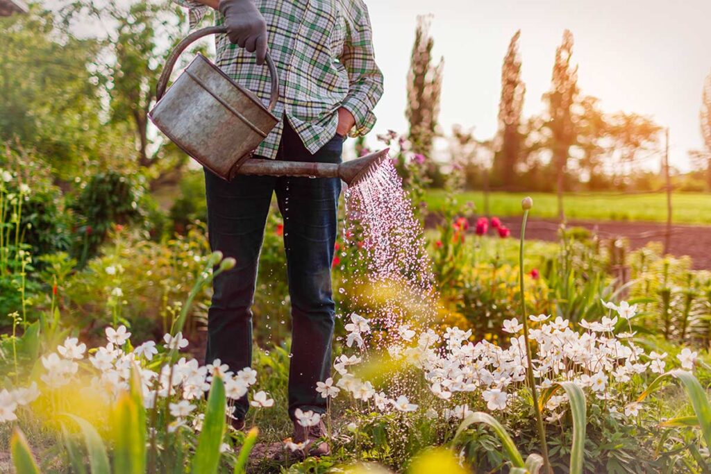 Annaffiare il giardino a fine inverno: la regola d’oro per non rischiare shock termici alle radici