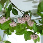 Arredare con la pianta Hoya