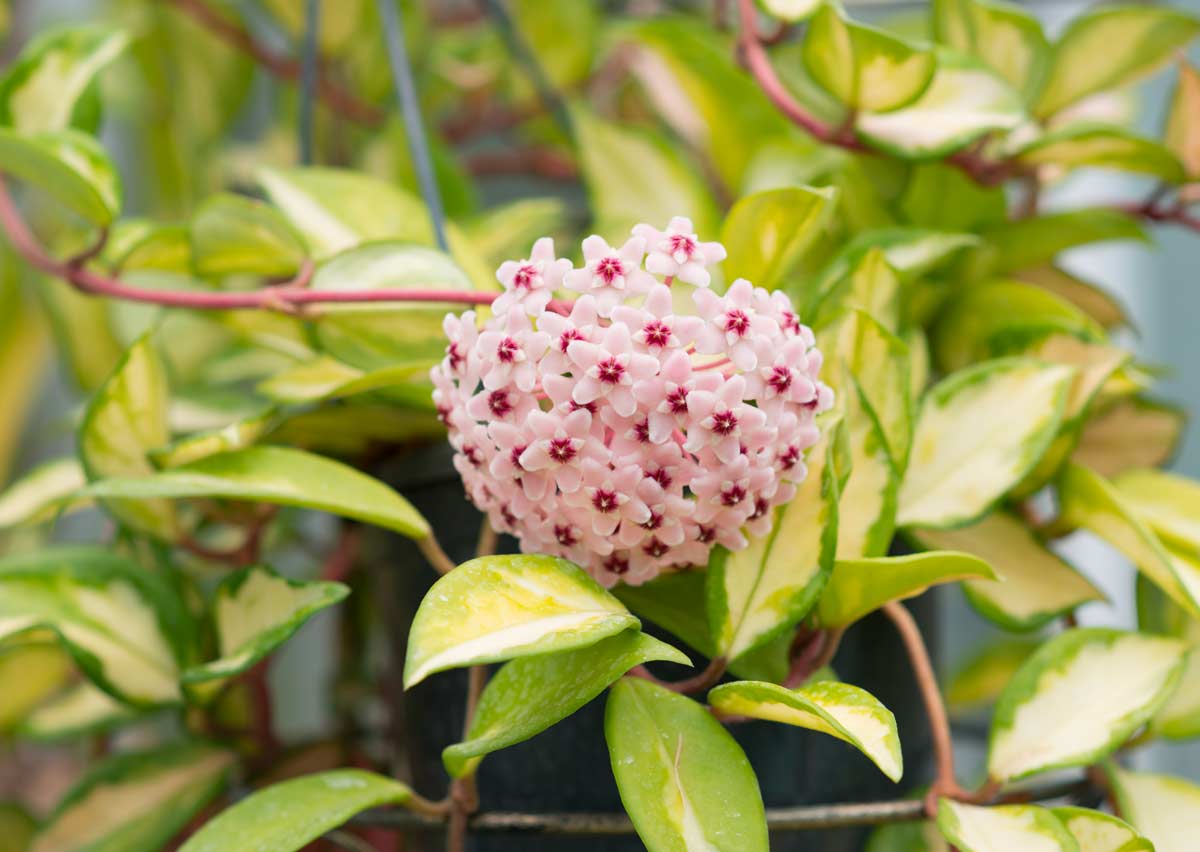 fiore di Hoya Hindu Rope