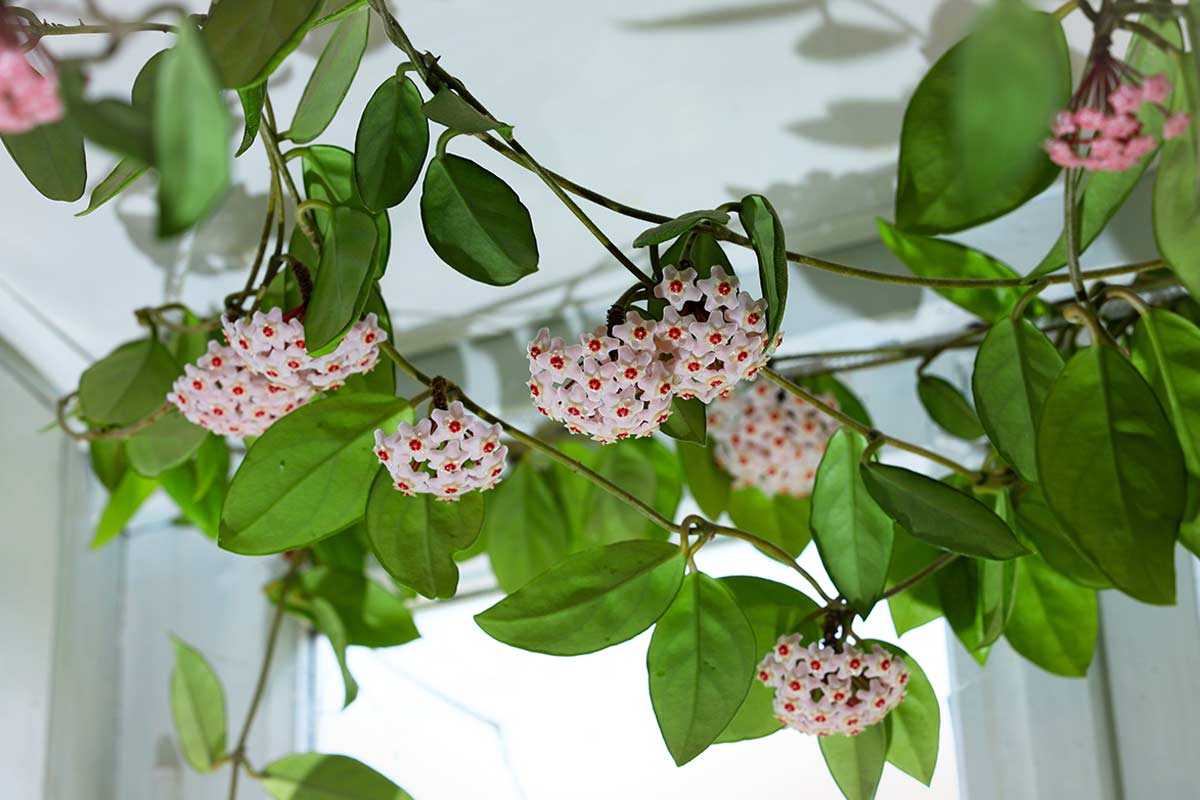 Arredare con la pianta Hoya