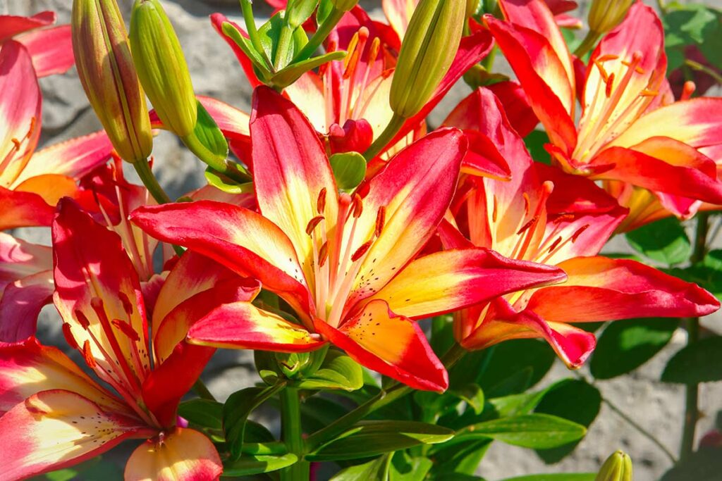 Bulbi a fioritura estiva: perché piantare queste 2 varietà ora garantisce un giardino rigoglioso