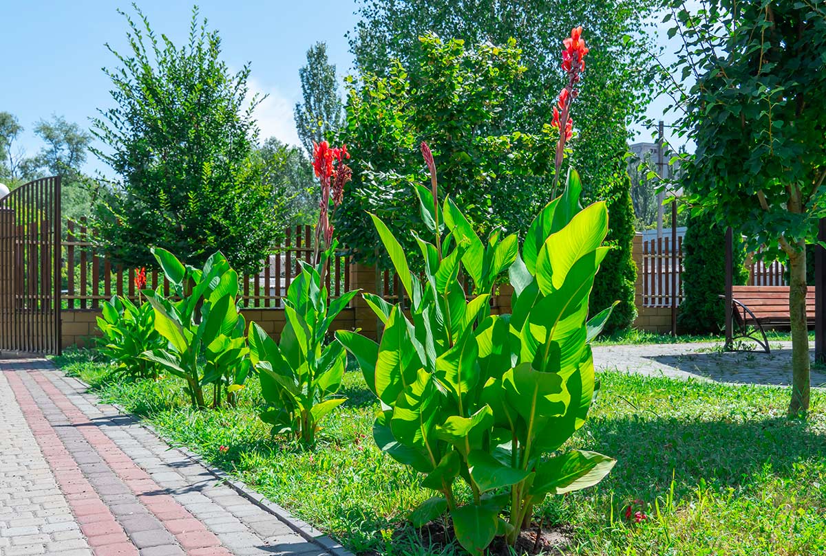 Canna indica