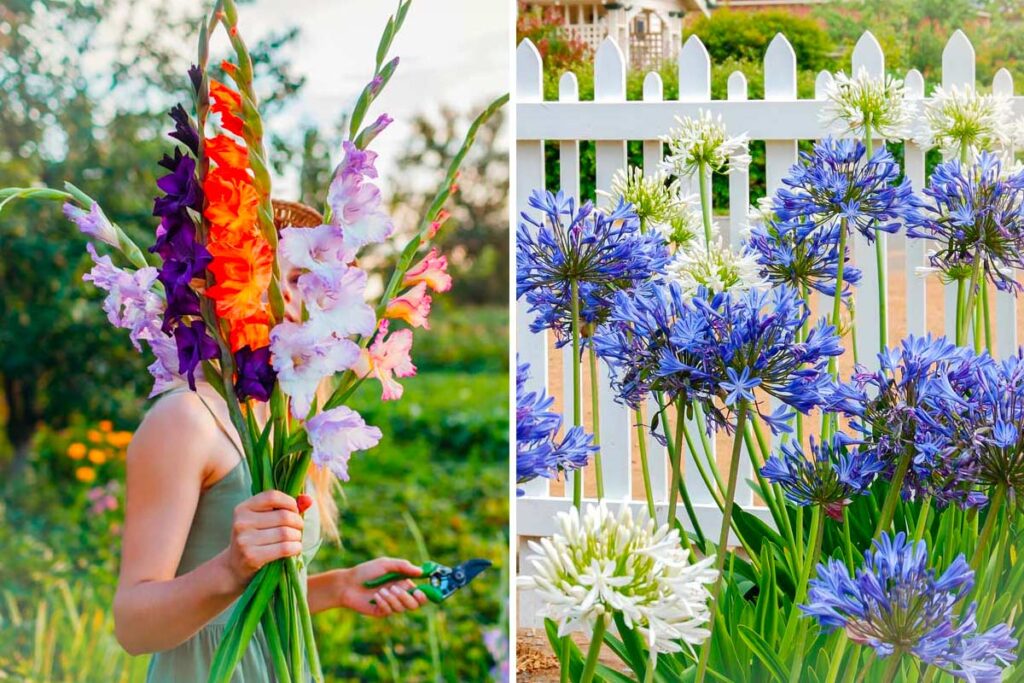 Bulbose estive: quali fiori piantare ora nel terreno per avere un giardino fiorito a luglio