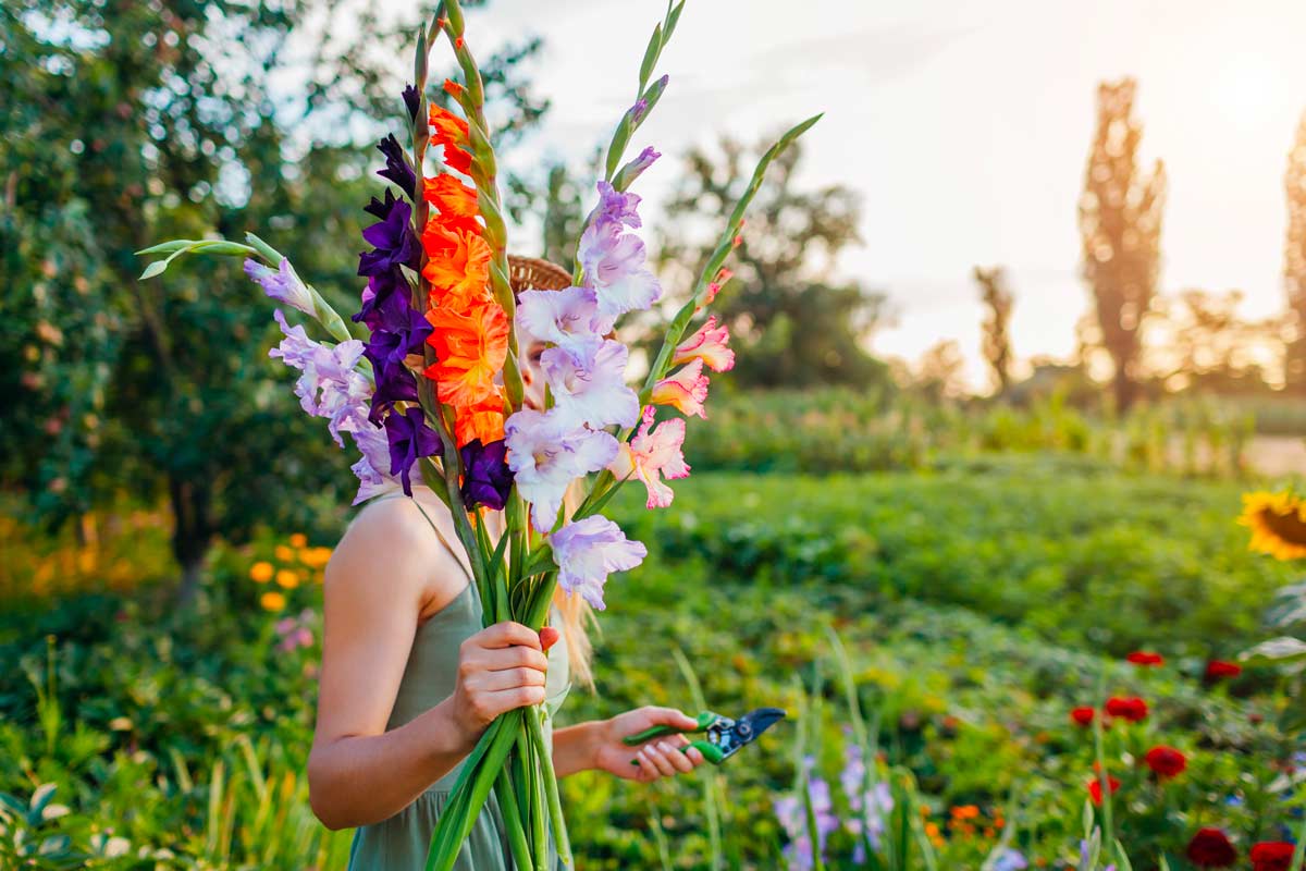 gladioli colorati in braccio di una donna