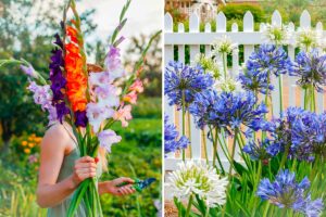 Bulbose estive piantare a marzo nel terreno