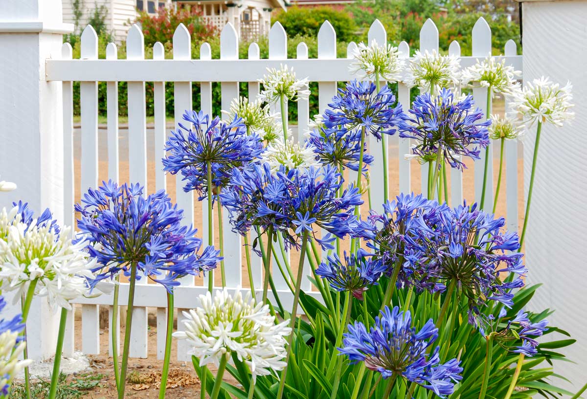 Agapanthus bianchi e azzurri in giardino davanti ad un recinto in legno bianco
