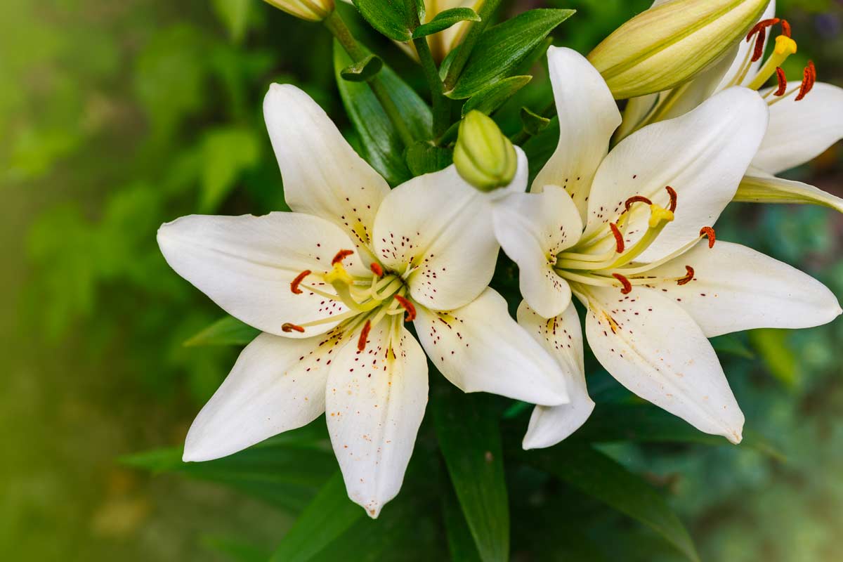 Lilium bianchi