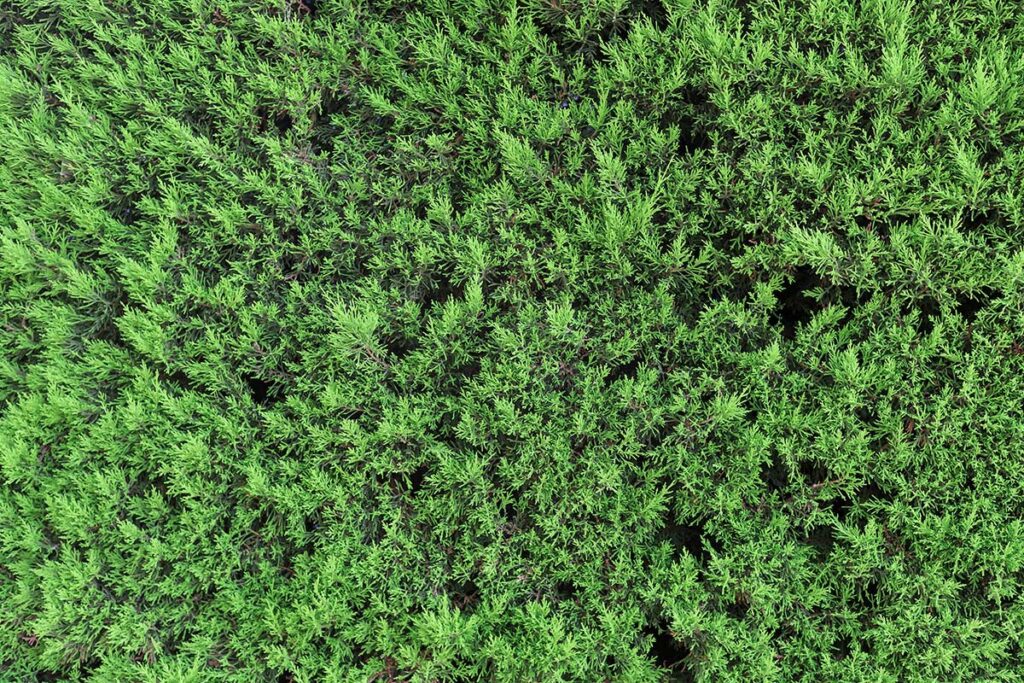 Cipresso di Leyland: la guida alla potatura di formazione per una barriera impenetrabile