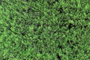 Cipresso di Leyland, guida alla potatura