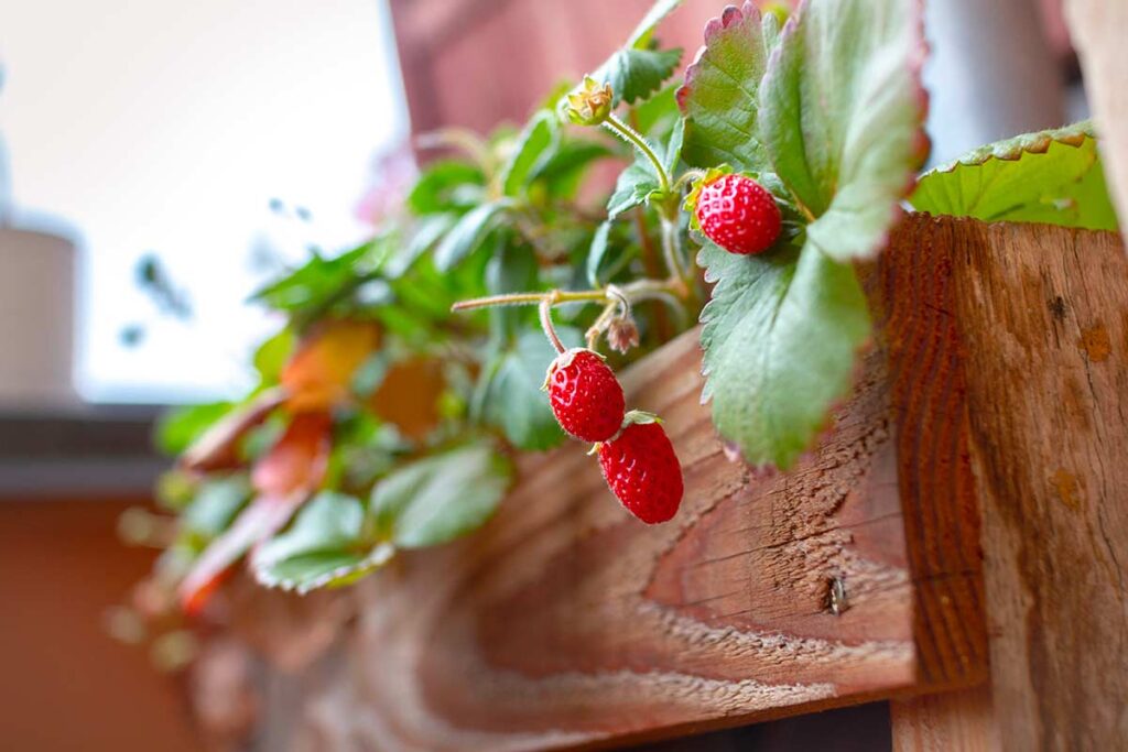 Piantare piccoli frutti: i segreti per coltivare lamponi e more in vaso sul balcone