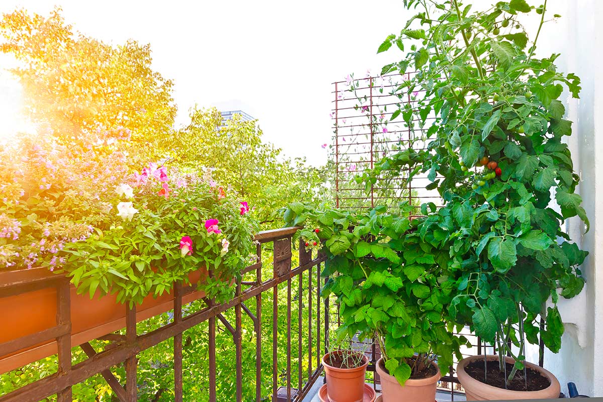 coltivazione lamponi e more in vaso su balcone