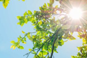 Come concimare i limoni in vaso e in terra.