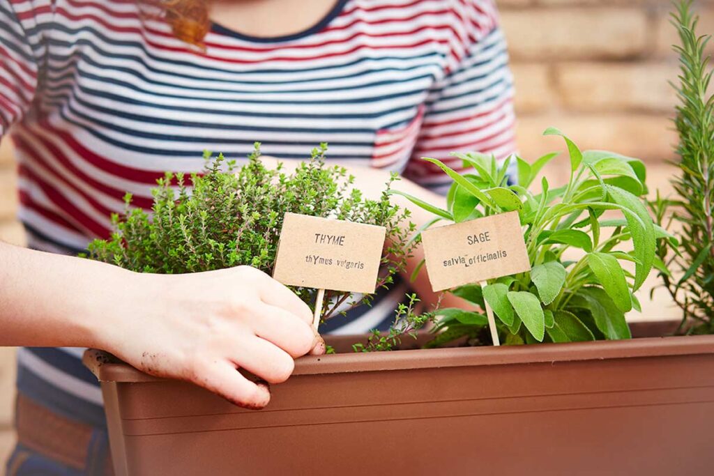 Gestione dell’orto sul balcone: i contenitori più adatti per erbe aromatiche sempre rigogliose