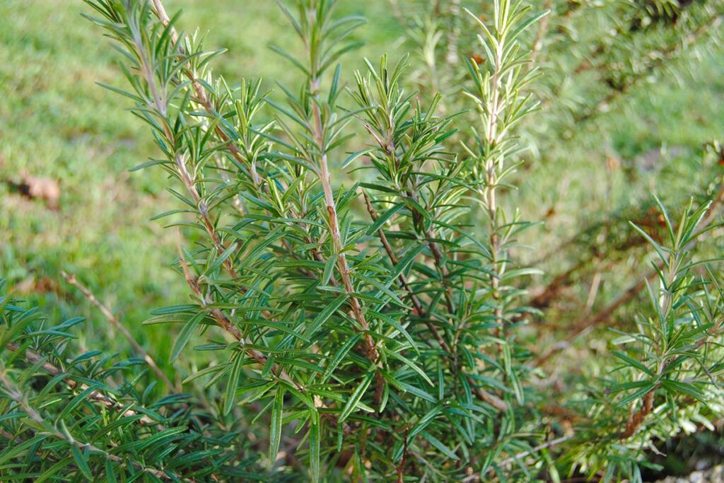 Erbe aromatiche in giardino: come dividere i cespi di timo e rosmarino per moltiplicare le piante