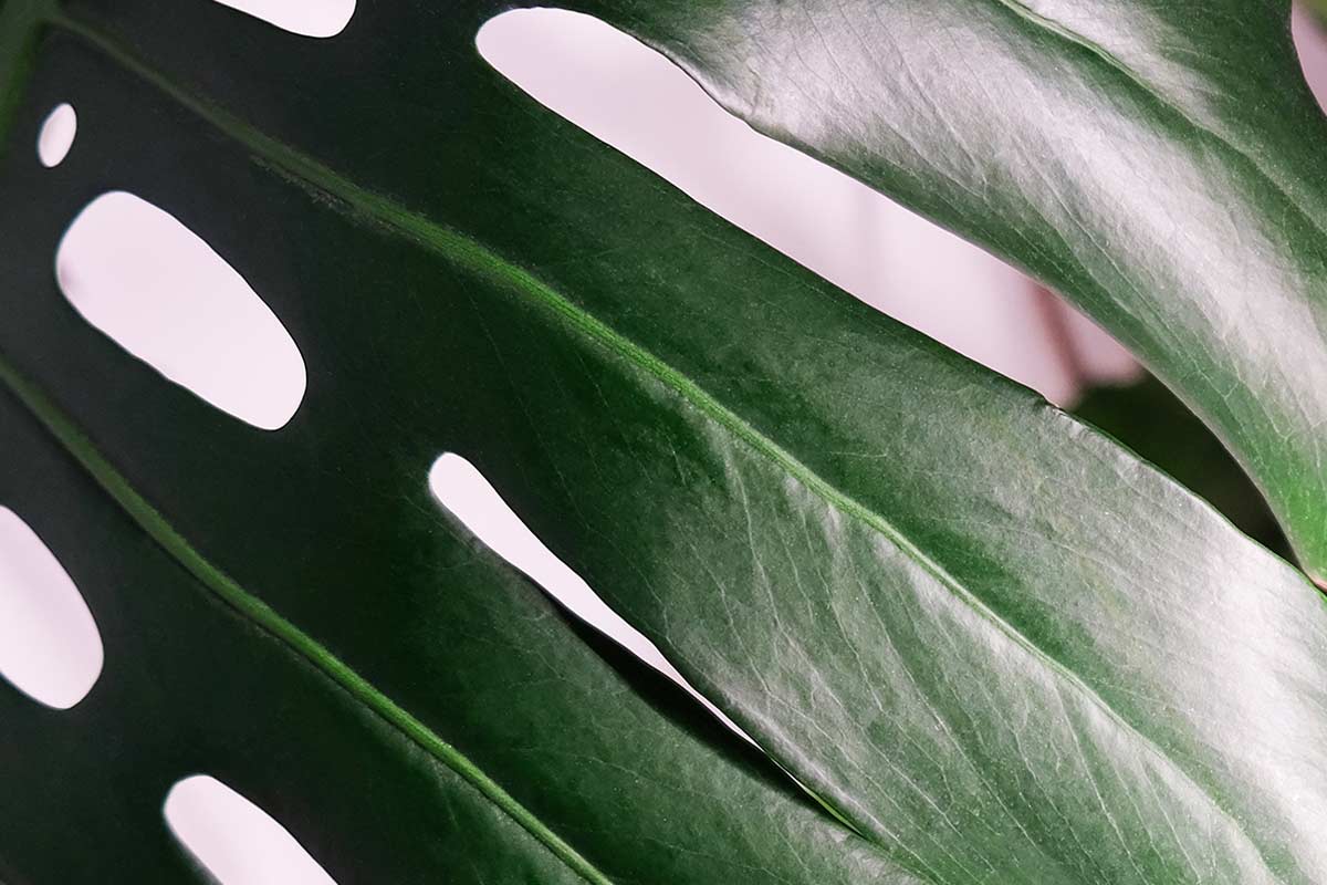 dove posizionare le piante tropicali rispetto alle finestre a Sud