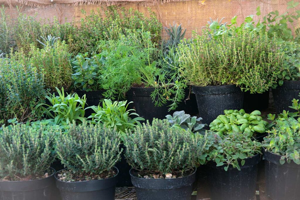 Erbe aromatiche resistenti: le varietà che sopravvivono all’esterno anche con temperature instabili