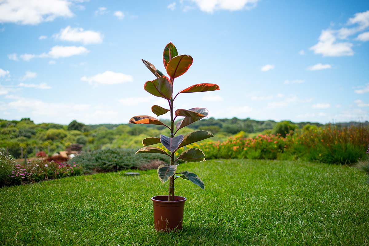 Ficus elastica "Ruby"