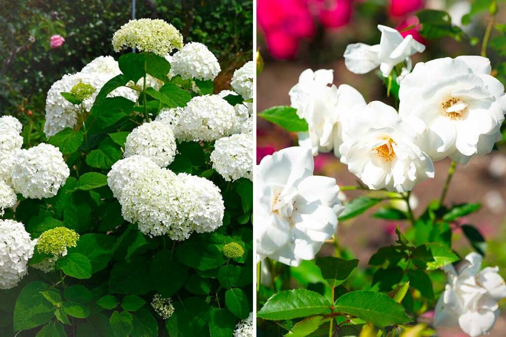 Fiori color “Cloud Dancer”: come integrare il bianco di tendenza 2026 nel tuo giardino