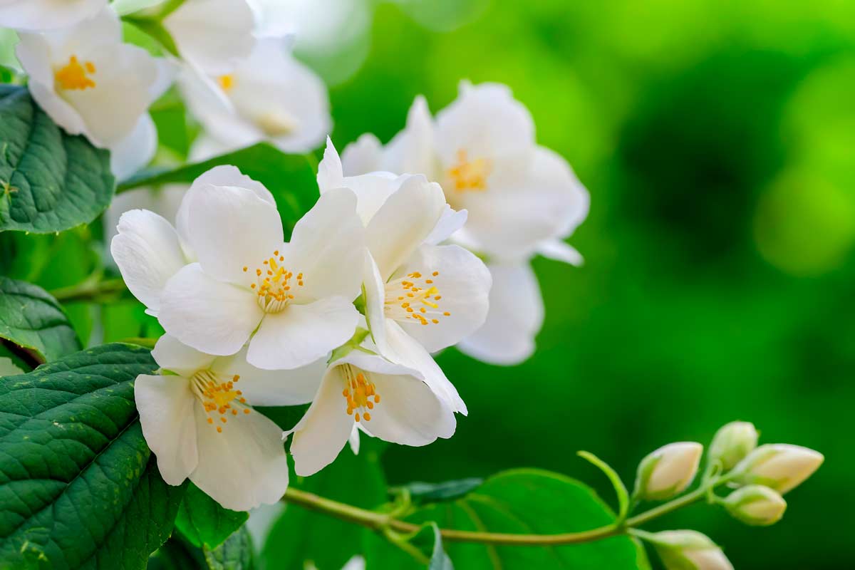 Philadelphus