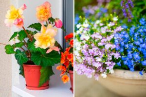 Fiori da ombra per il balcone