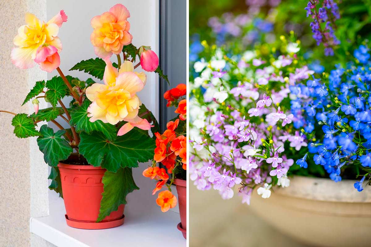Fiori da ombra per il balcone