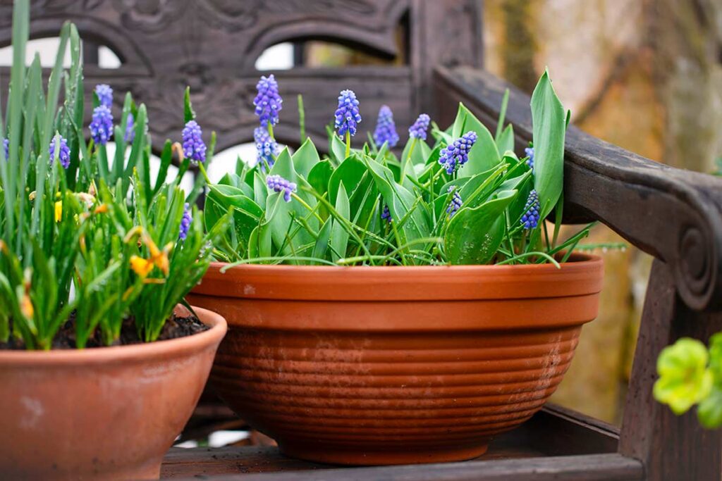 Fiori di primavera resistenti: le varietà che colorano il giardino con poca acqua e quasi zero manutenzione
