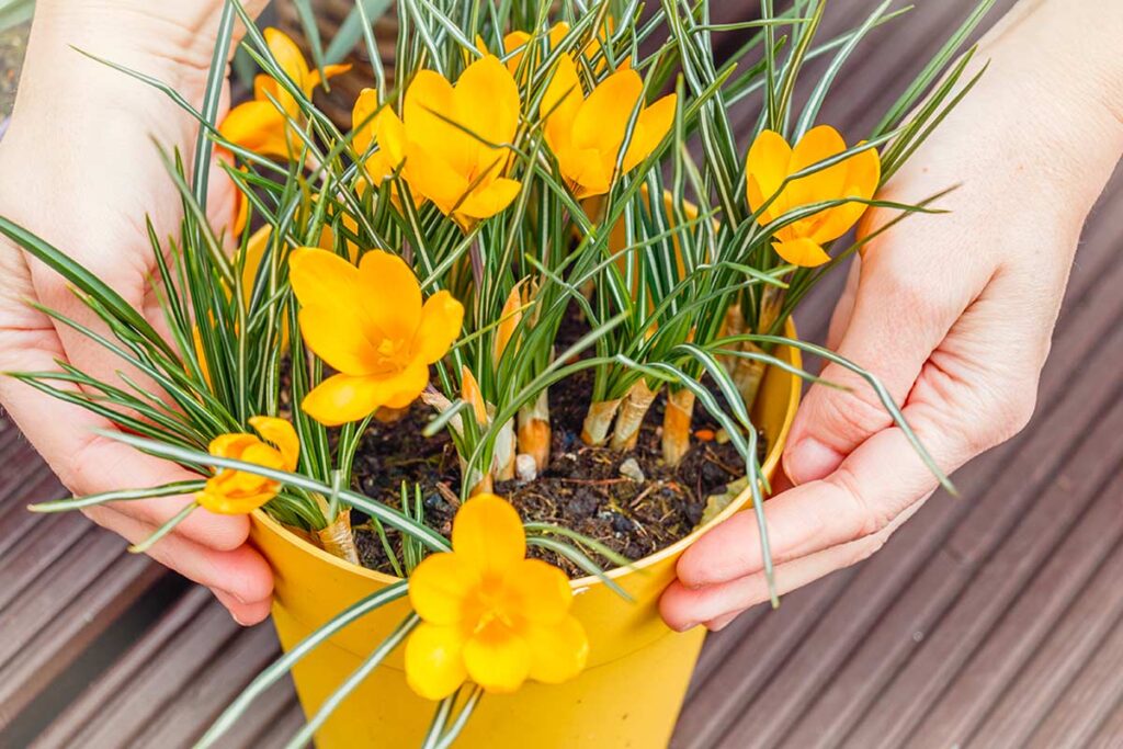 Riscaldare il terrazzo con i fiori: le varietà precoci che attirano gli insetti impollinatori