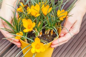 varietà precoci che attirano gli insetti impollinatori