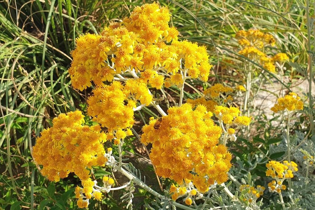 Giardinaggio “Water-Smart”: 10 specie autoctone che resistono alla siccità e riducono gli sprechi