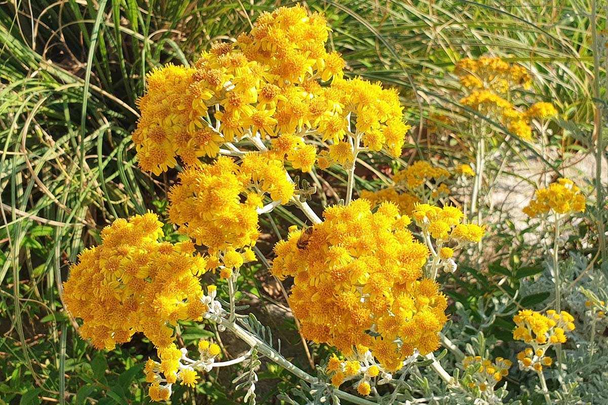 Giardinaggio "Water-Smart"