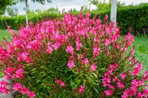 Giardino a bassa manutenzione varietà perenni che resisteranno alla siccità estive