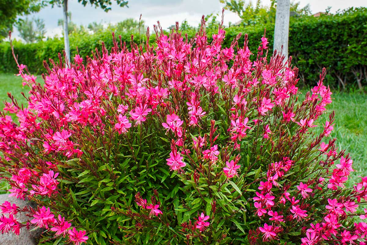 Giardino a bassa manutenzione varietà perenni che resisteranno alla siccità estive