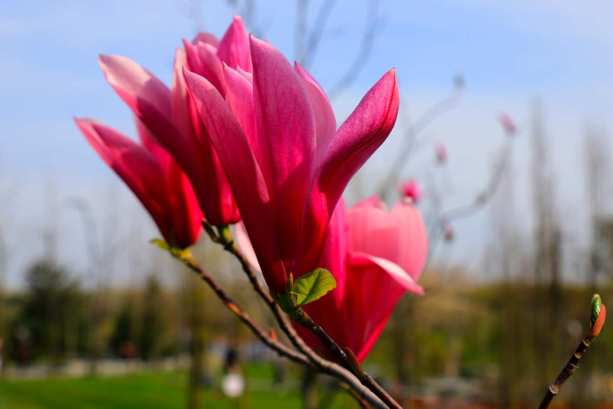 Magnolia Stellar Ruby