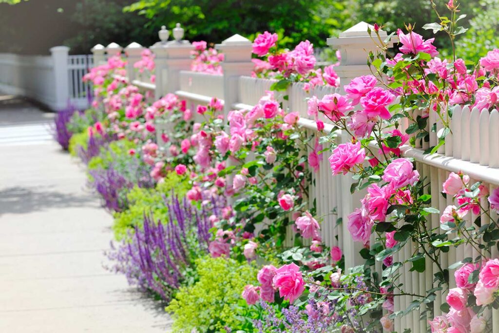 Malattie fungine delle rose: i trattamenti preventivi biologici da fare prima dei primi caldi