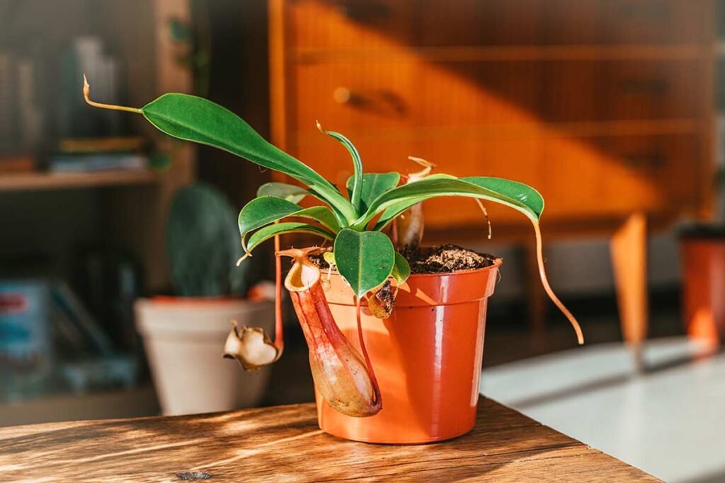 Nepenthes in casa: come posizionare la pianta carnivora per eliminare i moscerini
