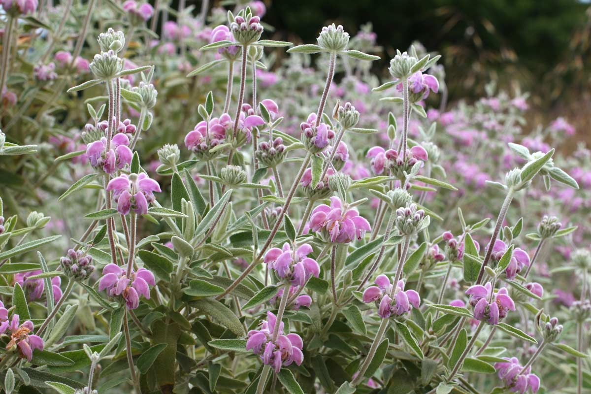 "salvia di Maiorca" o "Phlomis rosa"